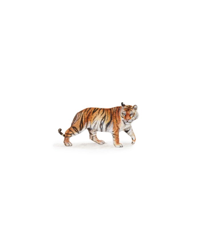 Tiger watercolor miniature painting print